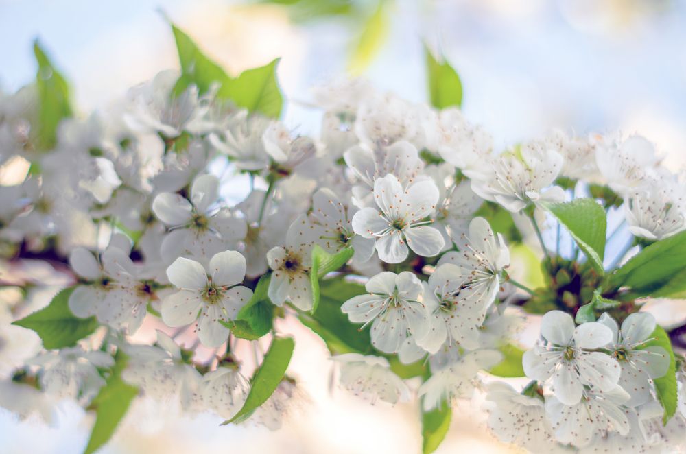 Цветущая черешня