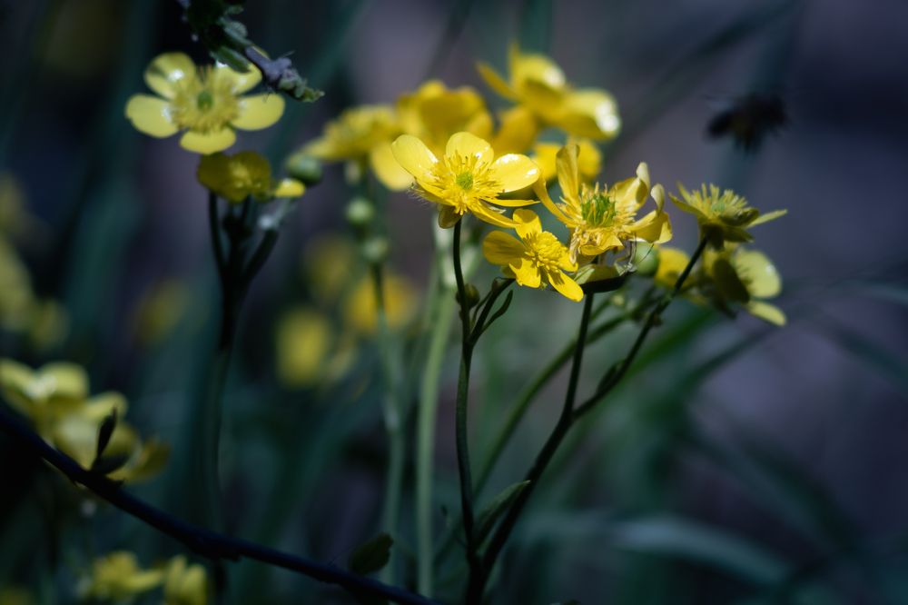 Photograph by Tatiana Teit Ash