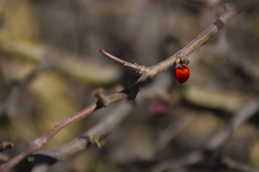 Photograph by Diana Macías