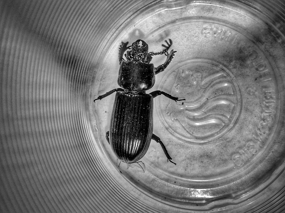 Photograph by Carlos Orozco Carlos Orozco bass