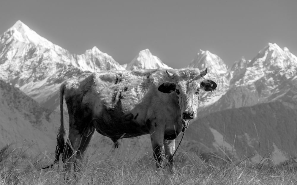 Фотография автора digvijay singh janoti