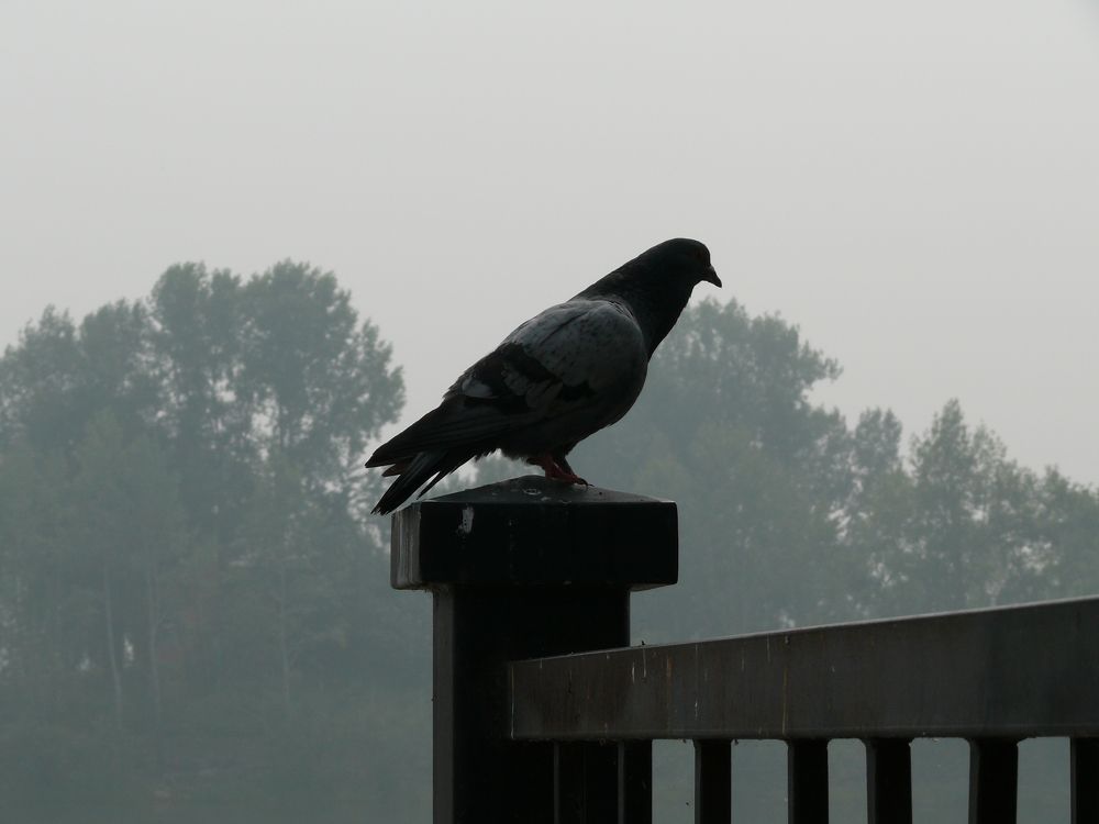 Photograph by Людмила Федорчак