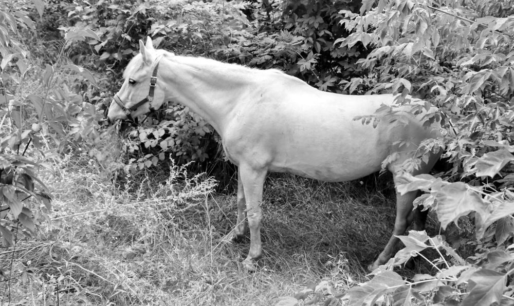 Photograph by Владимир Подкуйко