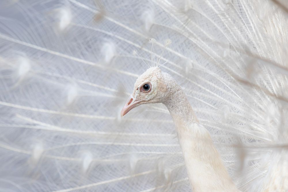 Photograph by Mohammad reza Falah