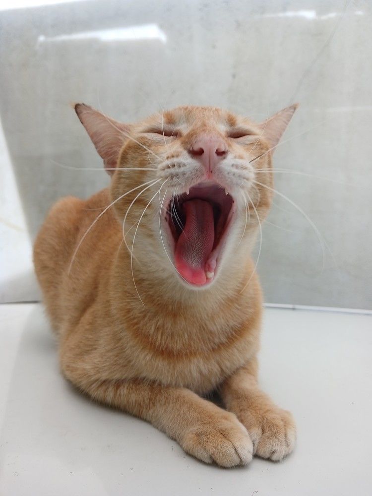 Yawning peanut
