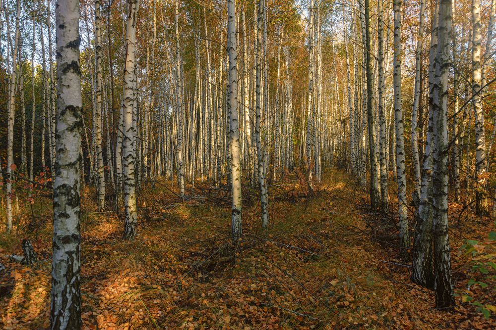 Photograph by Иван Курятников
