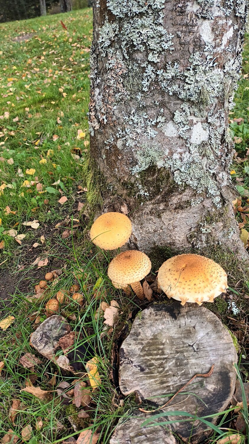 Photo #9618586