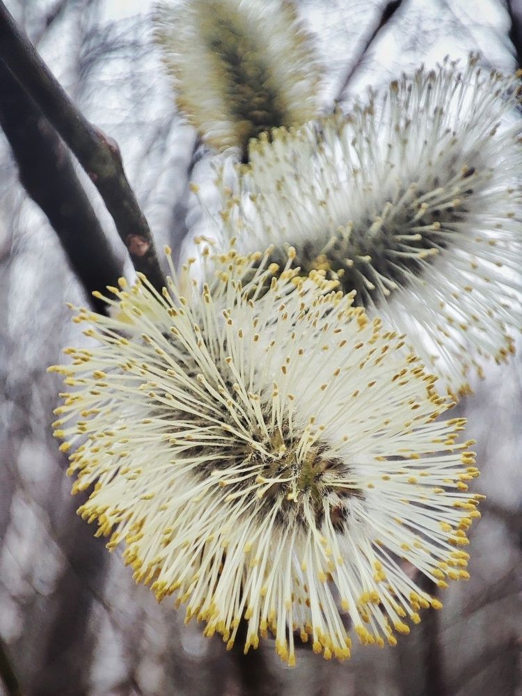 Photograph by Алина Эбель