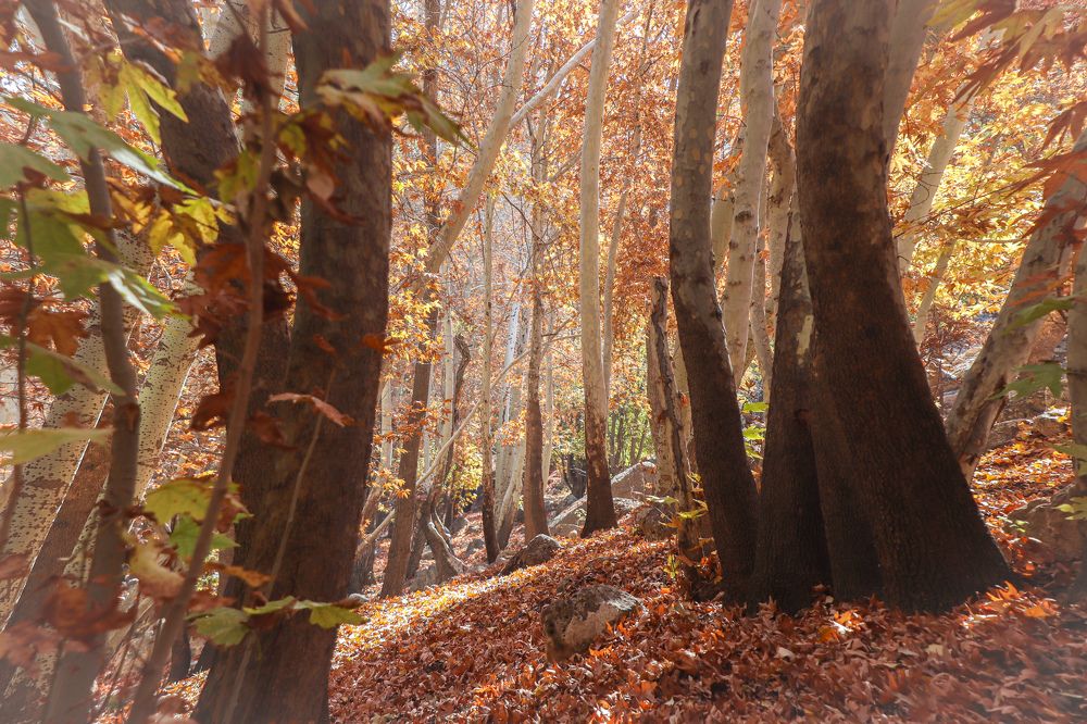 Photograph by Behnam Lohrasebi