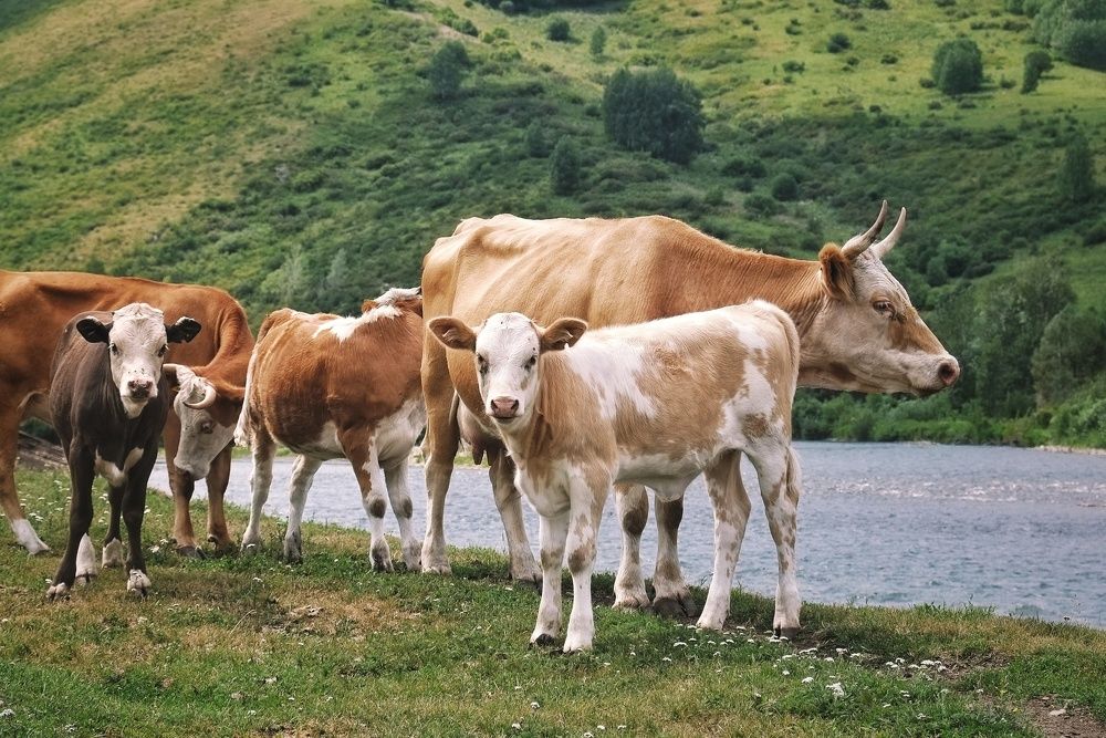 Photograph by Алина Эбель