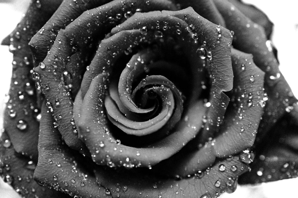 Photograph by Бальзирова Наталья