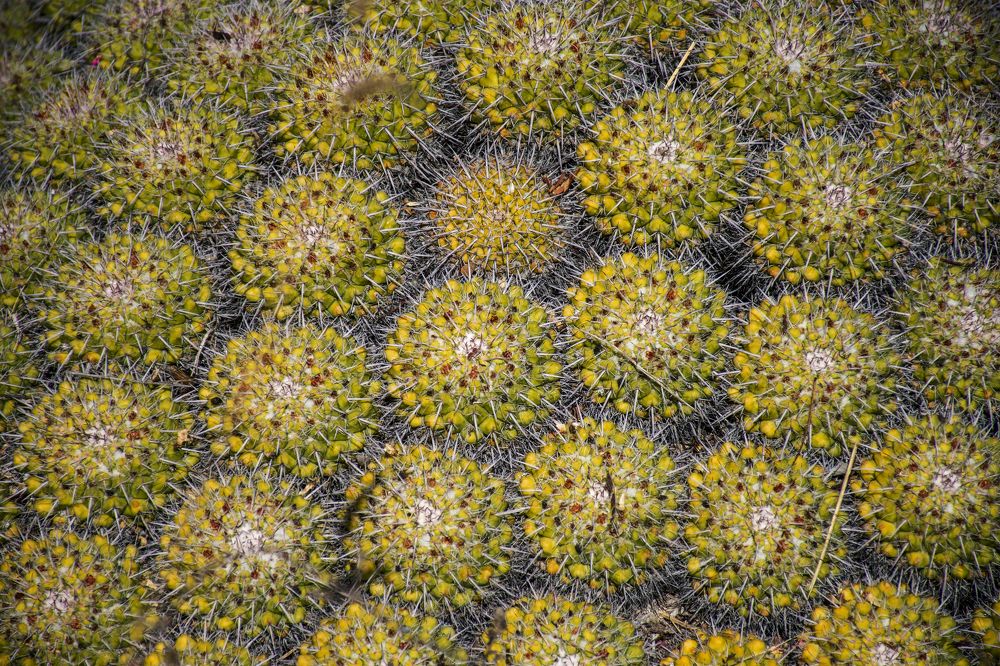 Photograph by Diana Macías