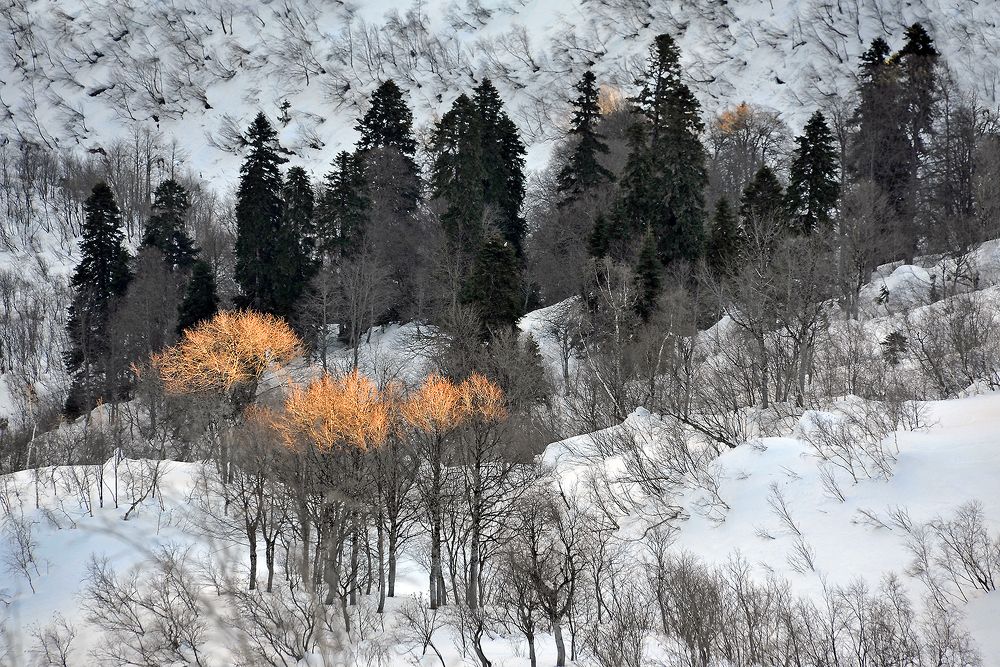 ПЕРВЫЙ СНЕГ