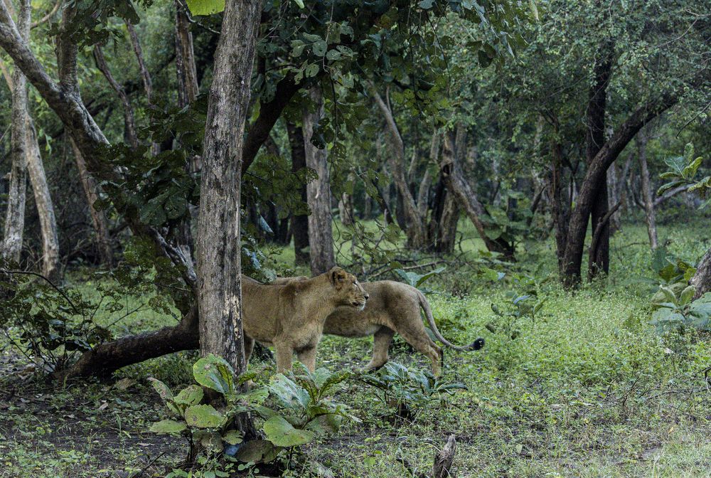 Photograph by Dr. Karim Kadiwar