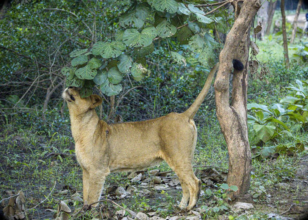 Photograph by Dr. Karim Kadiwar