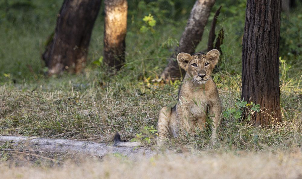 Photograph by Dr. Karim Kadiwar