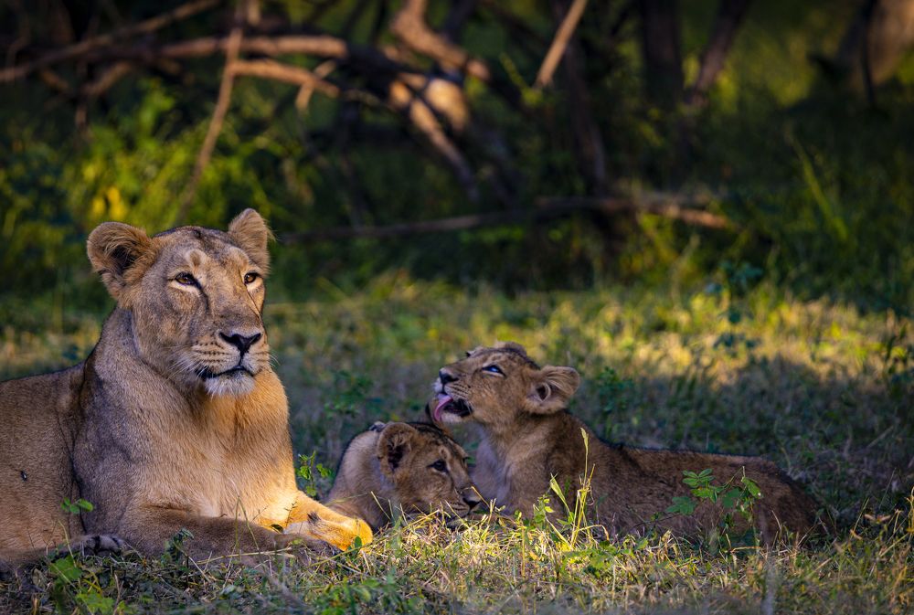 Photograph by Dr. Karim Kadiwar