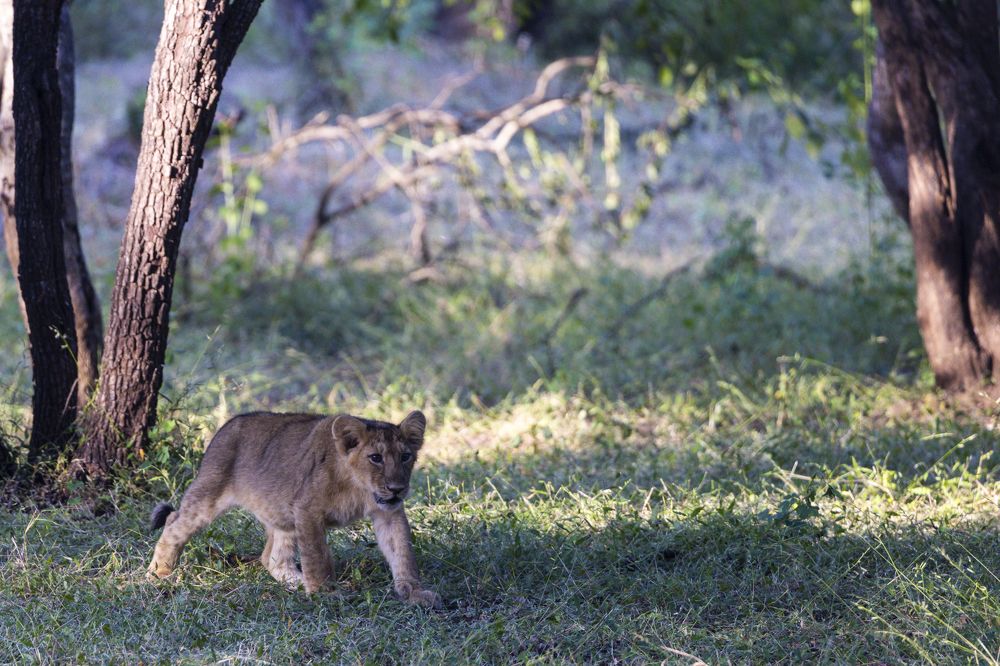 Photograph by Dr. Karim Kadiwar