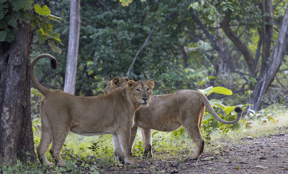 Photograph by Dr. Karim Kadiwar