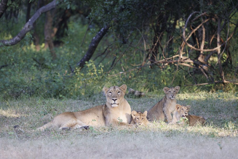 Photograph by Dr. Karim Kadiwar