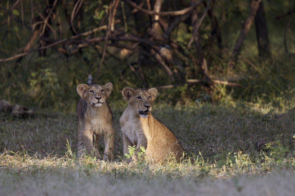 Photograph by Dr. Karim Kadiwar