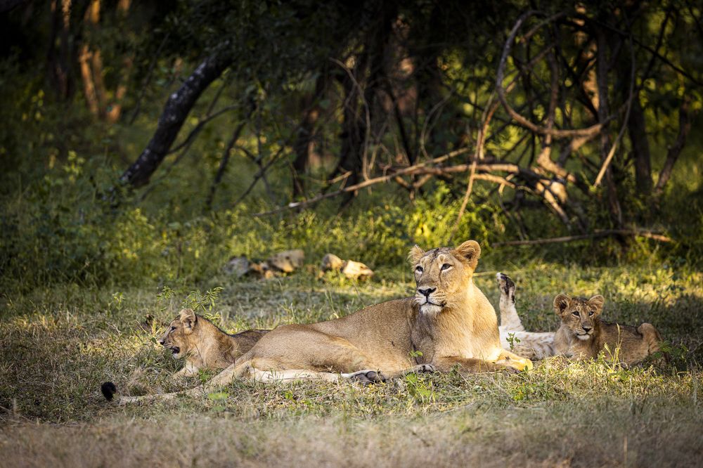 Photograph by Dr. Karim Kadiwar