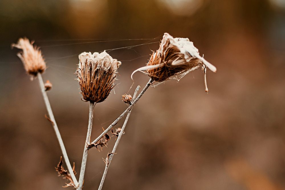 Фотография автора Дарья Шевченко