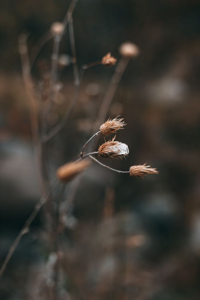 Фотография автора Дарья Шевченко