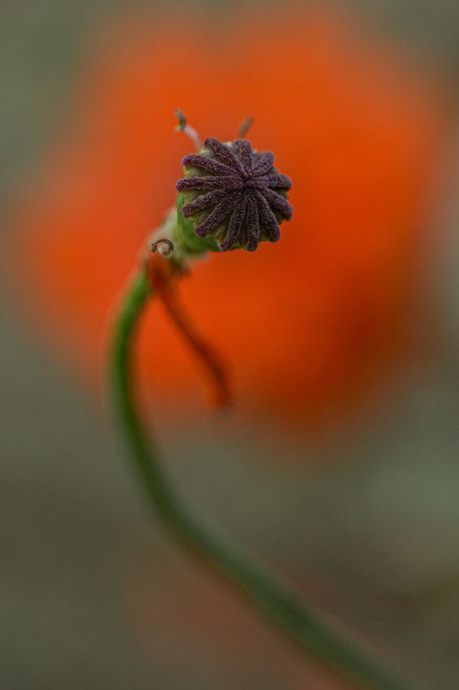 Фотография автора Дмитрий Хань