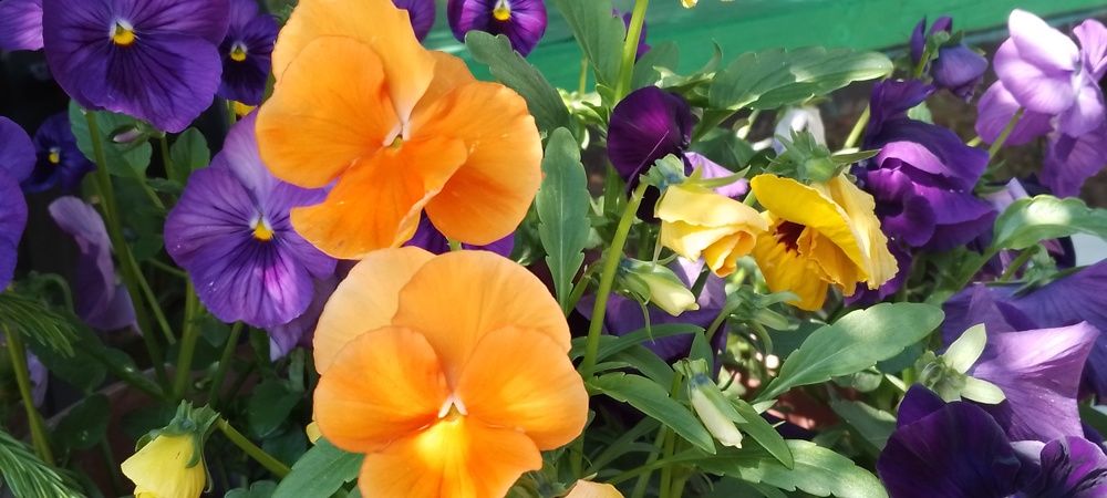 Photograph by Ani Jabua