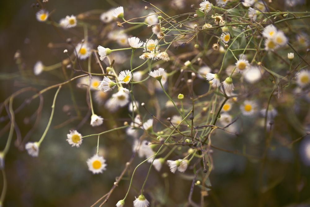 Невинность