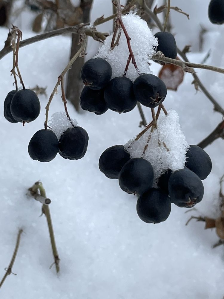 Photograph by Ольга Рачилова