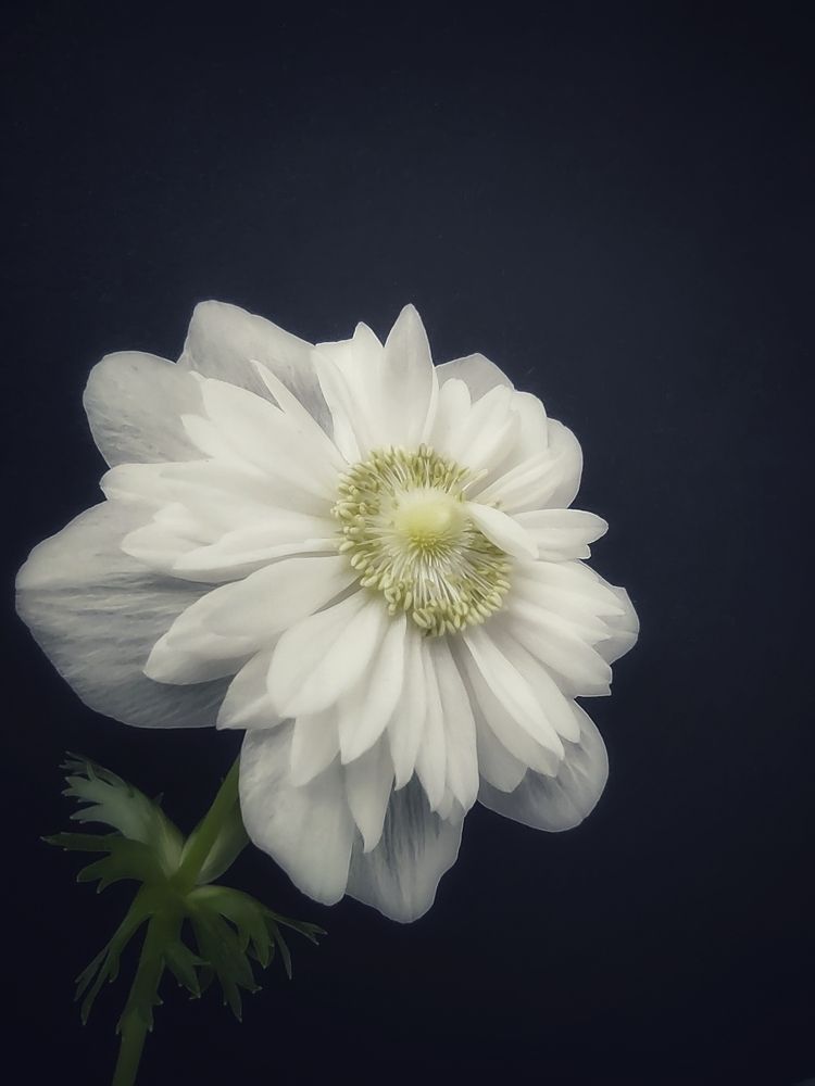 Photograph by Oksana