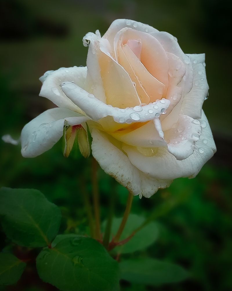 Photograph by Люда Яковлева