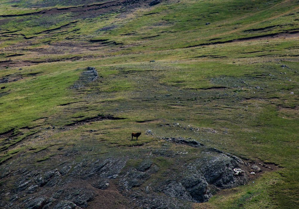 Photograph by parmida mirazimi