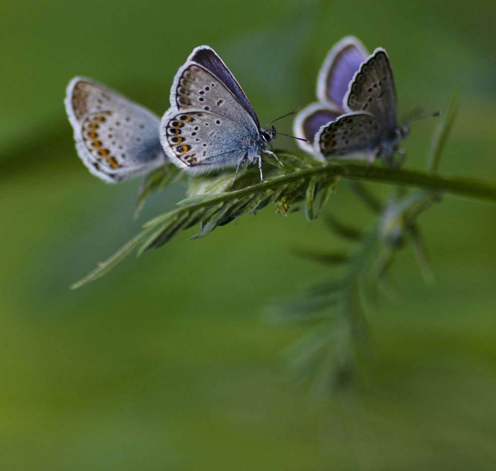 Photograph by Эльвира Быкова