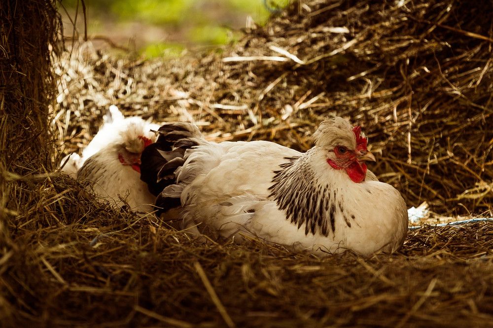 Photograph by Галина Щурова