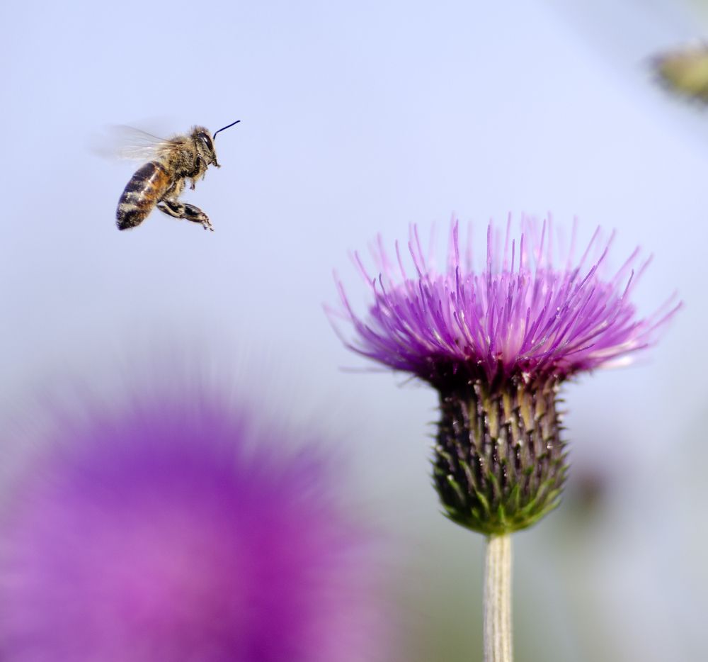 Photograph by Эльвира Быкова