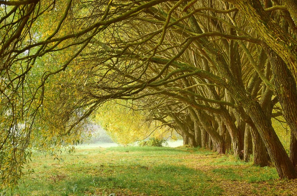 Ивовый сентябрь.