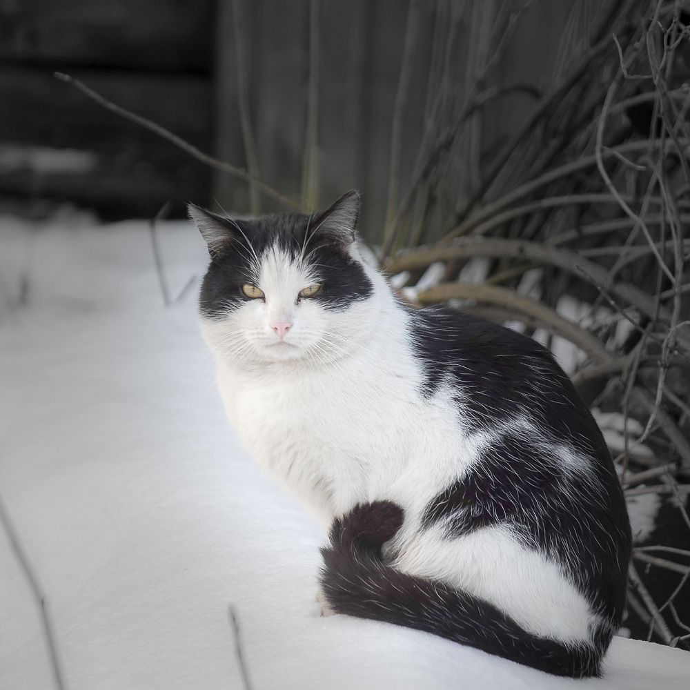 Photograph by Валерий Верещако