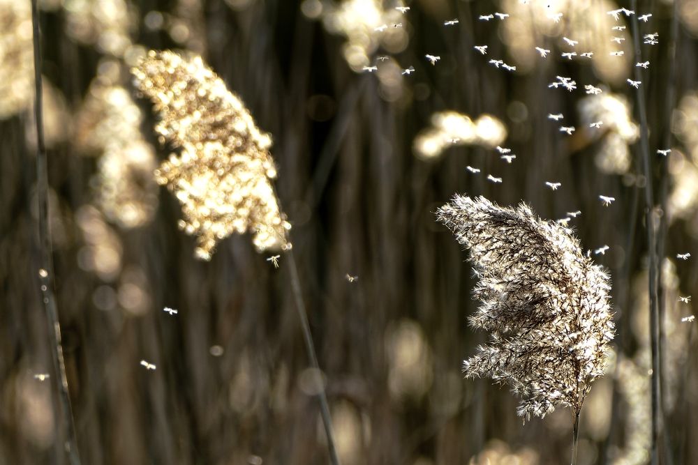 La danse des moustiques