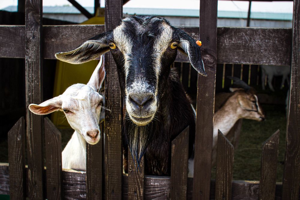 Photograph by Ирина Гриценко