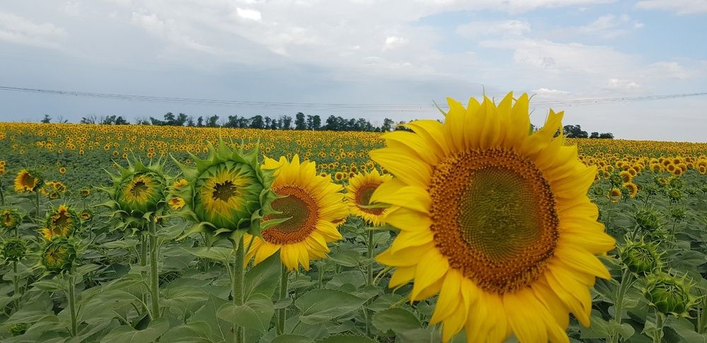 Фотография автора Ольга Мусина