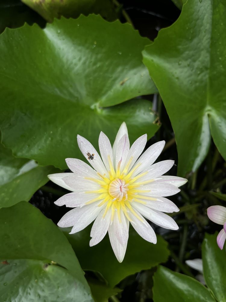 Фотография автора Atul Robin Hans