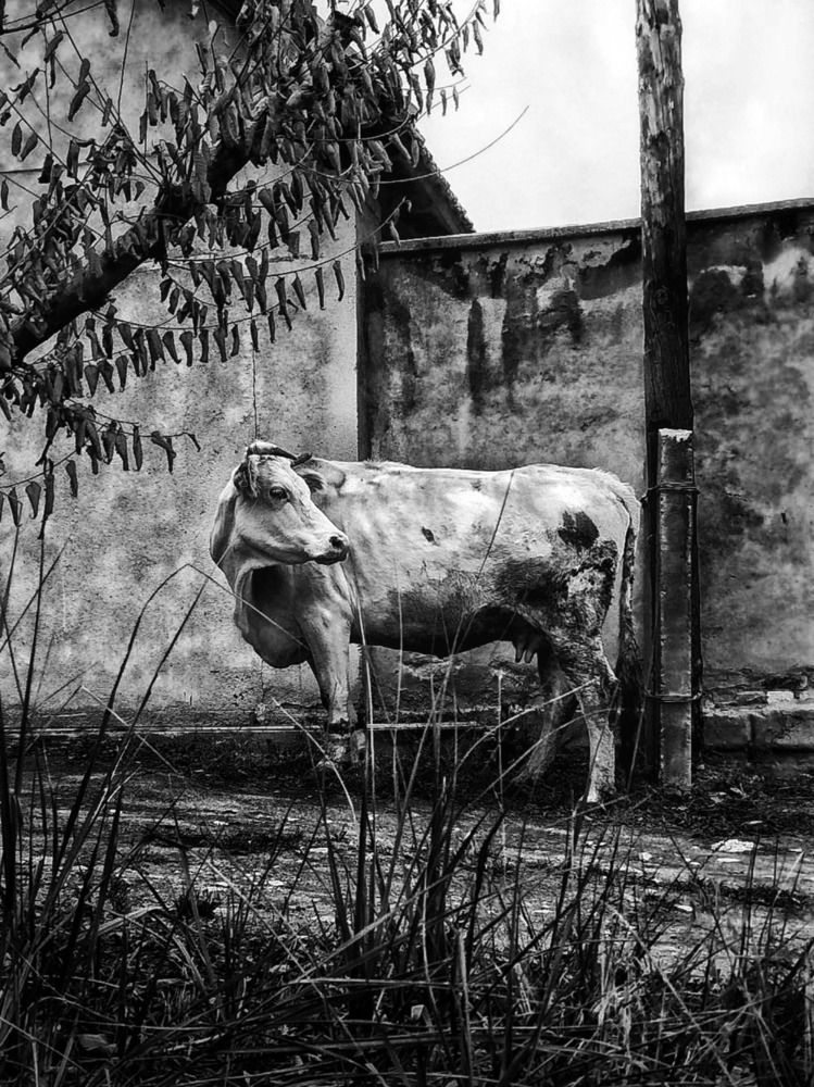 Фотография автора Julie Mishka