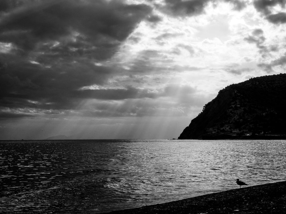 Чайка на берегу.