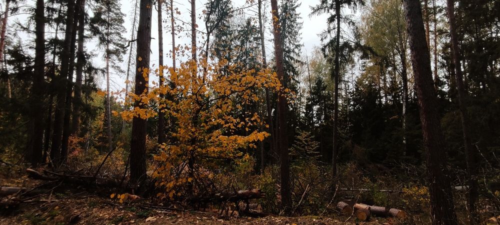 Photograph by Светлана Батурова