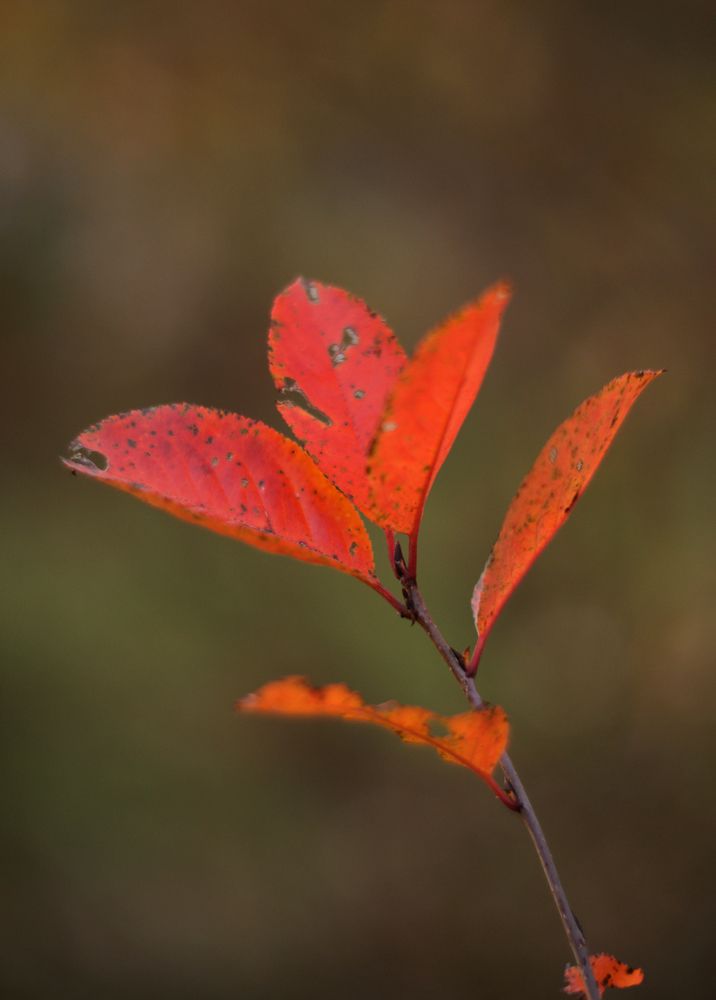 Photograph by Вячеслав Швецов
