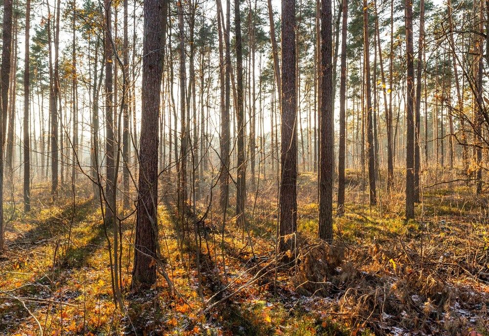 Photograph by Gitin Leonid