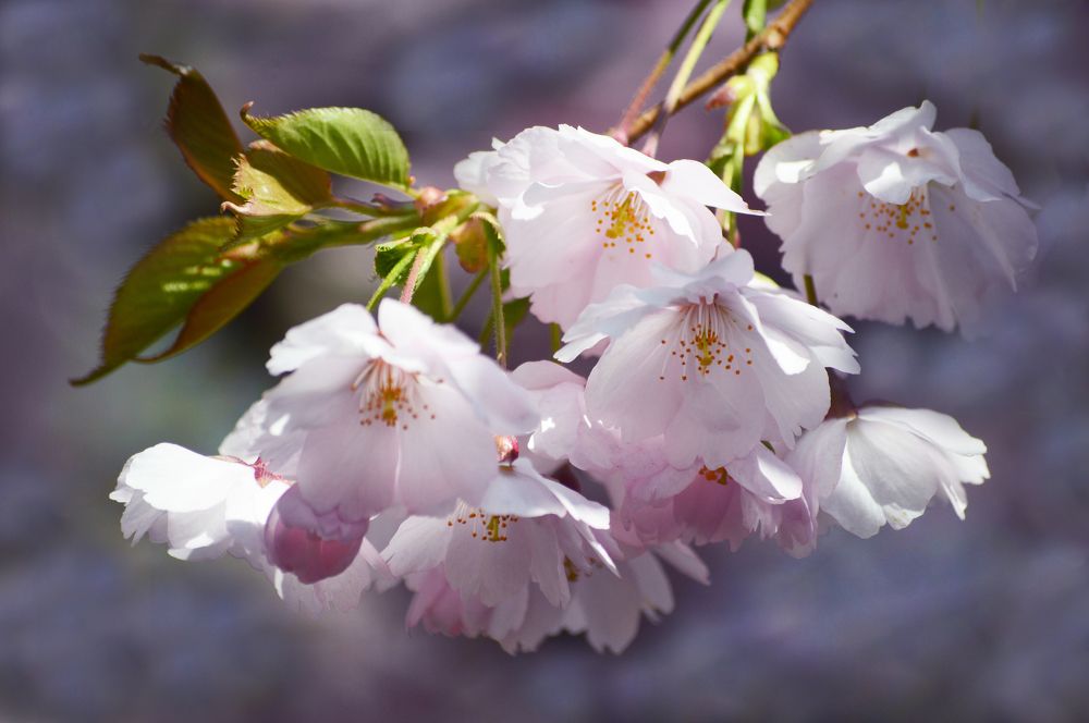 Photograph by Светлана Муравьева